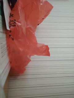 #live broadcast plump G cup girl