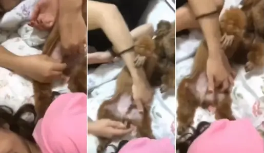 @ 20208170784 User Uploaded: No man touched but played with a dog