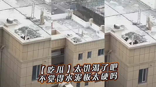 [Eating Melons] Too hungry, don't you think the cement board is too hard